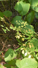 Thalictrum pubescens