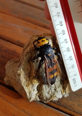 Megascolia maculata flavifrons
