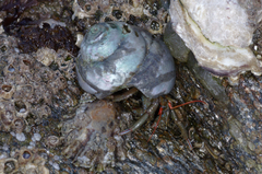 Clibanarius erythropus