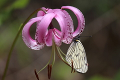 Aporia delavayi