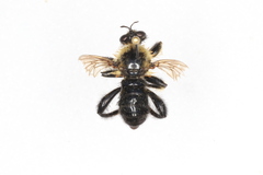 Laphria huron