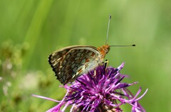 Argynnis niobe