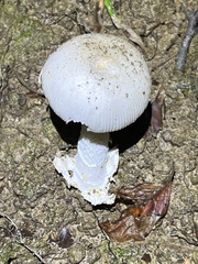 Amanita huijsmanii