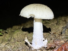 Amanita huijsmanii