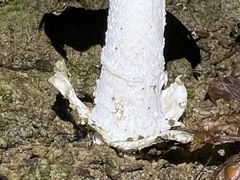 Amanita huijsmanii