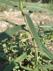 Talinum aurantiacum