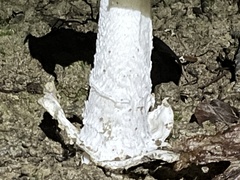 Amanita huijsmanii