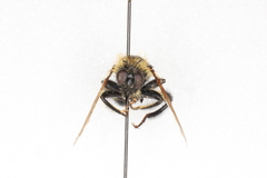 Laphria huron