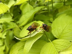 Magicicada cassinii