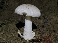 Amanita huijsmanii
