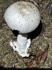 Amanita huijsmanii