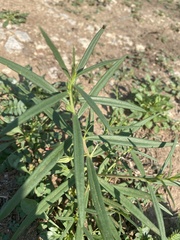 Talinum aurantiacum