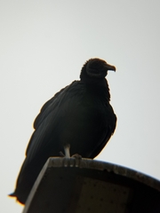 Coragyps atratus