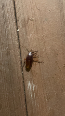 Periplaneta americana