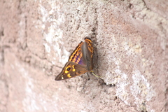 Apatura bieti