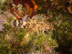 Scorpaena maderensis