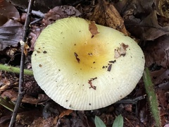 Russula solaris