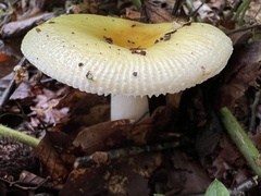 Russula solaris
