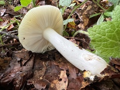 Russula solaris