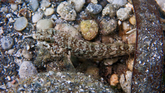 Gobius niger