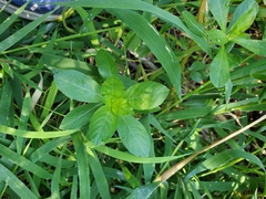 Ludwigia peploides montevidensis