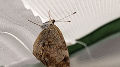 Nymphalinae