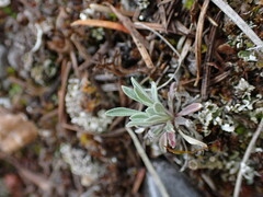 Boechera retrofracta