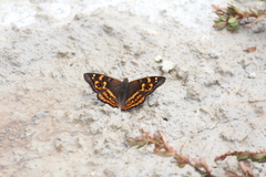 Apatura bieti