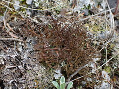 Cetraria ericetorum