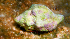 Clibanarius erythropus