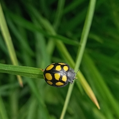 Epilachna mexicana