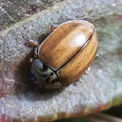 Aphidecta obliterata