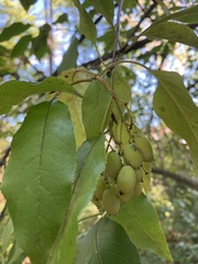 Viburnum