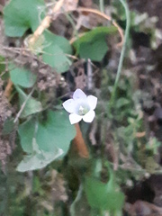 Hesperocodon hederaceus