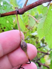 Neolasioptera vitinea