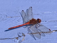 Sympetrum vicinum
