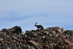 Capra ibex