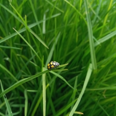 Epilachna mexicana