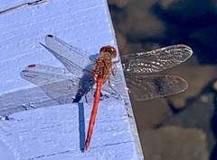 Sympetrum vicinum