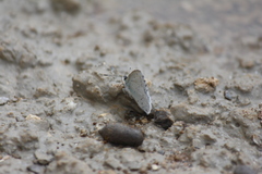 Celastrina morsheadi