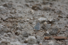 Celastrina morsheadi