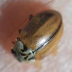 Aphidecta obliterata