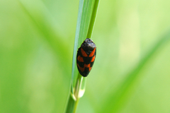 Cercopis vulnerata