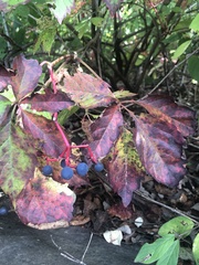 Parthenocissus quinquefolia