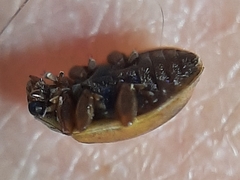 Aphidecta obliterata