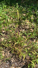 Setaria viridis