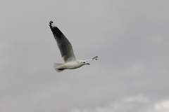 Chroicocephalus serranus