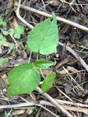 Hibiscus lasiocarpos