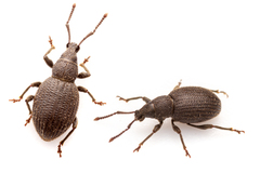 Otiorhynchus rugifrons