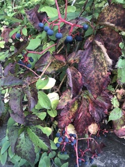 Parthenocissus quinquefolia